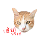 CATS Meaw Meaw（個別スタンプ：12）