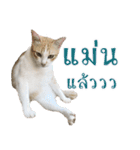 CATS Meaw Meaw（個別スタンプ：13）