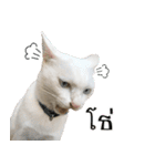 CATS Meaw Meaw（個別スタンプ：14）