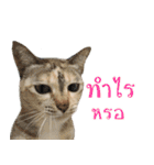 CATS Meaw Meaw（個別スタンプ：15）