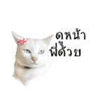 CATS Meaw Meaw（個別スタンプ：17）
