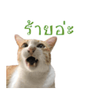 CATS Meaw Meaw（個別スタンプ：18）