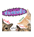 CATS Meaw Meaw（個別スタンプ：20）