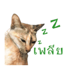 CATS Meaw Meaw（個別スタンプ：21）