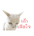 CATS Meaw Meaw（個別スタンプ：22）