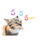 CATS Meaw Meaw（個別スタンプ：23）