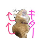 ムギムギライフ（個別スタンプ：12）