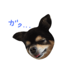 ブラックタンチワワのRIKUの日常のスタンプ（個別スタンプ：6）