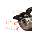 ブラックタンチワワのRIKUの日常のスタンプ（個別スタンプ：10）