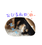 ブラックタンチワワのRIKUの日常のスタンプ（個別スタンプ：11）