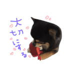 ブラックタンチワワのRIKUの日常のスタンプ（個別スタンプ：22）