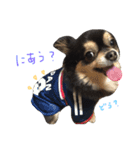 ブラックタンチワワのRIKUの日常のスタンプ（個別スタンプ：23）