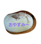 tarokomu（個別スタンプ：4）