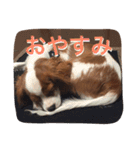 キャバリア スタンプ（個別スタンプ：4）