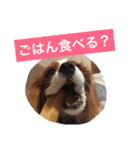 キャバリア スタンプ（個別スタンプ：5）