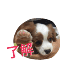 キャバリア スタンプ（個別スタンプ：9）