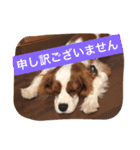 キャバリア スタンプ（個別スタンプ：12）