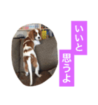 キャバリア スタンプ（個別スタンプ：14）