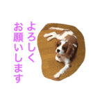 キャバリア スタンプ（個別スタンプ：17）