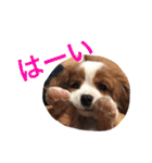 キャバリア スタンプ（個別スタンプ：18）