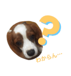 キャバリア スタンプ（個別スタンプ：21）