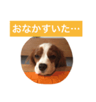 キャバリア スタンプ（個別スタンプ：22）