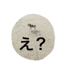 キャバリア スタンプ（個別スタンプ：23）
