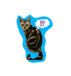ポコマリ5（個別スタンプ：8）