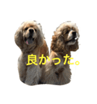 大好き Taro ＆ Kenta（個別スタンプ：38）