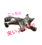 にゃにゃ！（個別スタンプ：8）