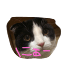 こばちゃんず（個別スタンプ：3）