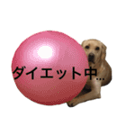 イエローラブラドールのらむねくん（個別スタンプ：22）