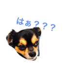 ヤル気のない犬（個別スタンプ：2）
