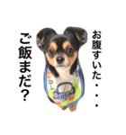 ヤル気のない犬（個別スタンプ：4）