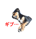 ヤル気のない犬（個別スタンプ：5）