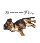 ヤル気のない犬（個別スタンプ：6）