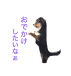ヤル気のない犬（個別スタンプ：7）