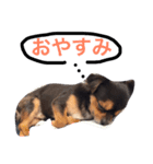 ヤル気のない犬（個別スタンプ：8）