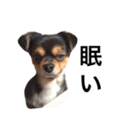 ヤル気のない犬（個別スタンプ：9）