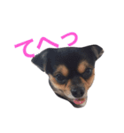ヤル気のない犬（個別スタンプ：12）