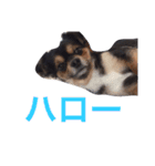 ヤル気のない犬（個別スタンプ：13）