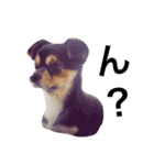 ヤル気のない犬（個別スタンプ：14）