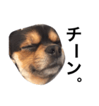 ヤル気のない犬（個別スタンプ：15）