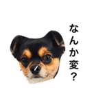 ヤル気のない犬（個別スタンプ：16）