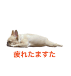 肉かつらおじさん♂さくらの日常③（個別スタンプ：13）