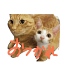 with my HACHI（個別スタンプ：7）