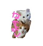 with my HACHI（個別スタンプ：8）