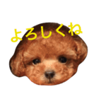 robin2（個別スタンプ：1）