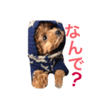 robin2（個別スタンプ：3）