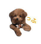 robin2（個別スタンプ：6）
